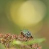 PUNAISE VERTE  sur fleurs de spirée fânées.  Jardin. LISE JALOUX